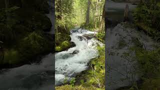 Just a tiny waterfall in the middle of nowhere. 🌲💦. #hiking #greatpnw