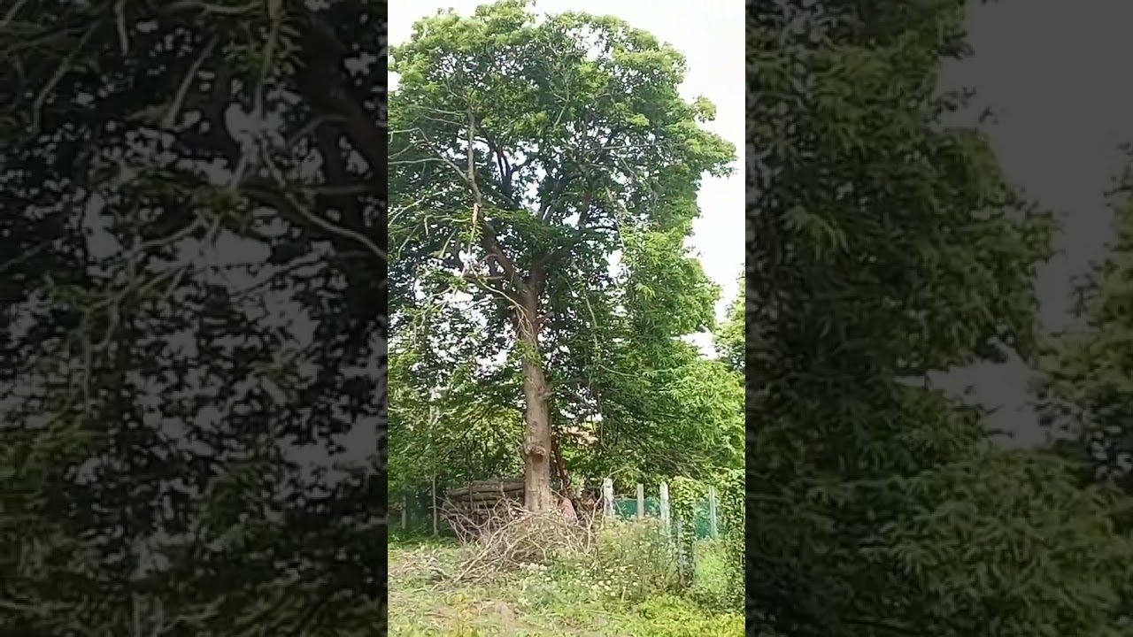 Corta de árbol gigante en Boiro, Galicia. Desbroces Boiro, Barbanza: 722 198 704