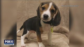 Wisconsin Humane Society takes in 30 beagles | FOX6 News Milwaukee