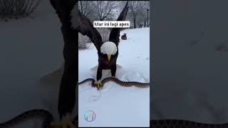 Ular ini nekat menyerang elang… tapi endingnya bikin kaget! 🦅🐍😱