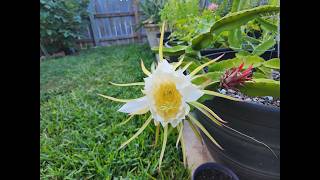 Growing Dragon Fruit in Texas