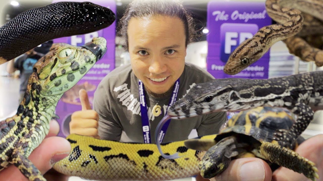 The Amazing Animals of the Daytona Reptile Show YouTube