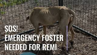 Remi Needs An Emergency Foster