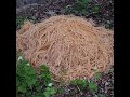 Nj pasta dump neighbors know who dumped pasta in the woods