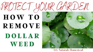 PROTECT YOUR GARDEN🪴 How to remove DOLLAR WEED WITHOUT CHEMICALS!!