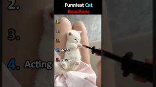 Funniest Cat Reactions 😂