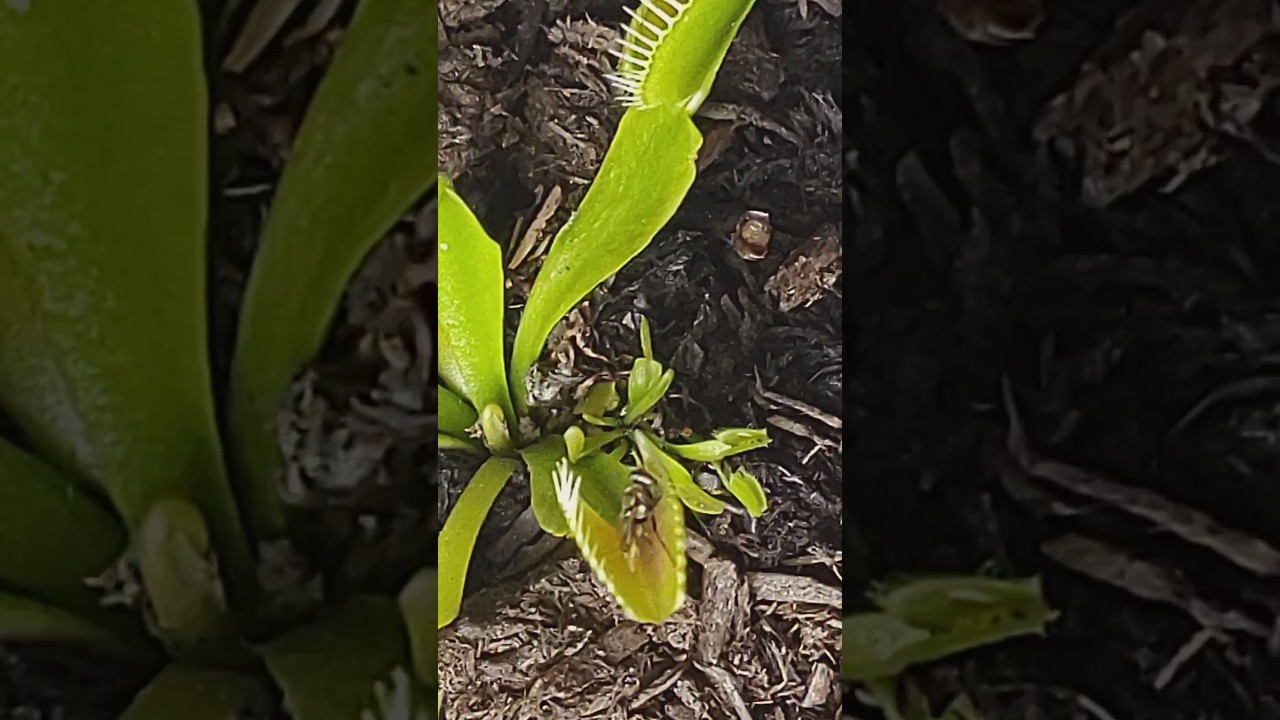 Ver Venus flytrap eats a fly no YouTube Ver Venus flytrap eats a fly no YouTube