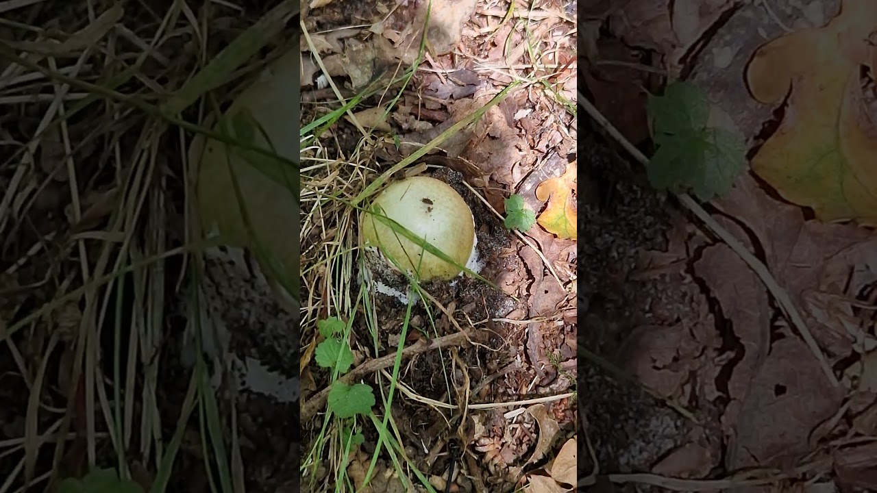 20250730 4 Rockanje Quackjeswater jong stadium Groene Knolamaniet