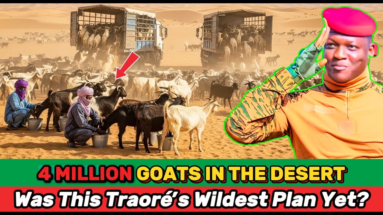 Что на самом деле стоит за проектом Ибрагима Траоре по разведению 4 миллионов коз в пустыне Сахель?