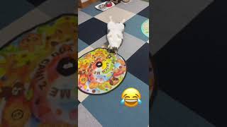 Funny Cat Videos 😹😹 - Don't try to stop laughing 🤣 - Funny Cats | TikTok Compilation 2021 by khocengorend 8 views 2 years ago 4 minutes, 10 seconds