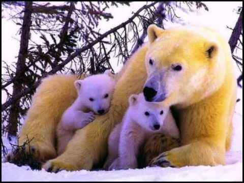 Евгений РОСС & Евгений Кемеровский - "ЗАПЛУТАЛИ МИШКИ"...