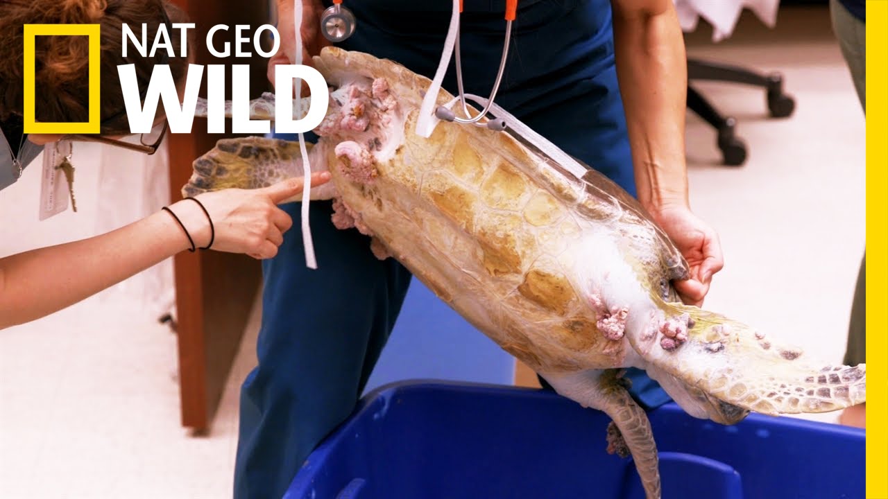 nat geo wild logo Turtles in Trouble | Animal ER