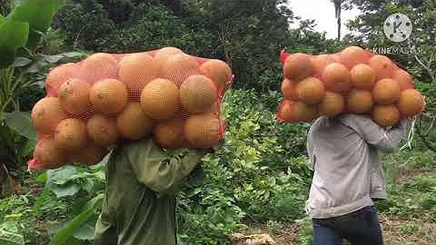 Bưởi soi hà (thu hoạch bưởi đường xuân vân)#freesky