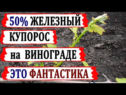 🍇 Искореняющая обработка 50 железным купоросом винограда! Просто забудьте об этих мифах.