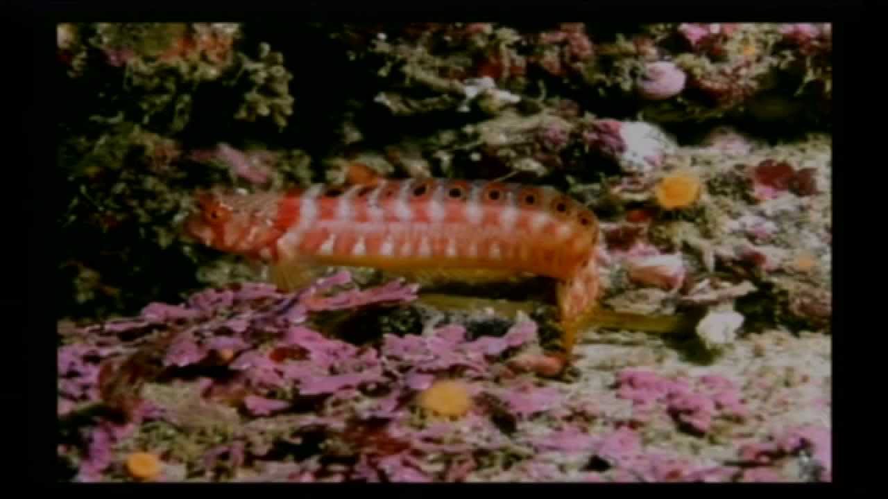 Kelp Forests: A Divers Dream