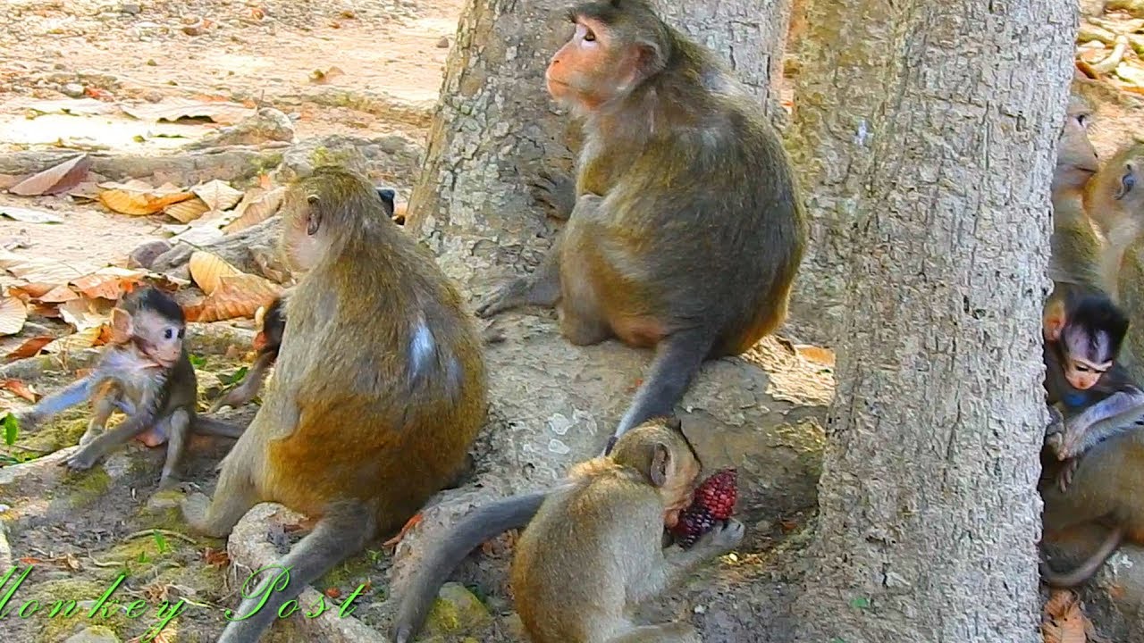 Barbi joyful to play on ground with other baby monkey / Monkey Post