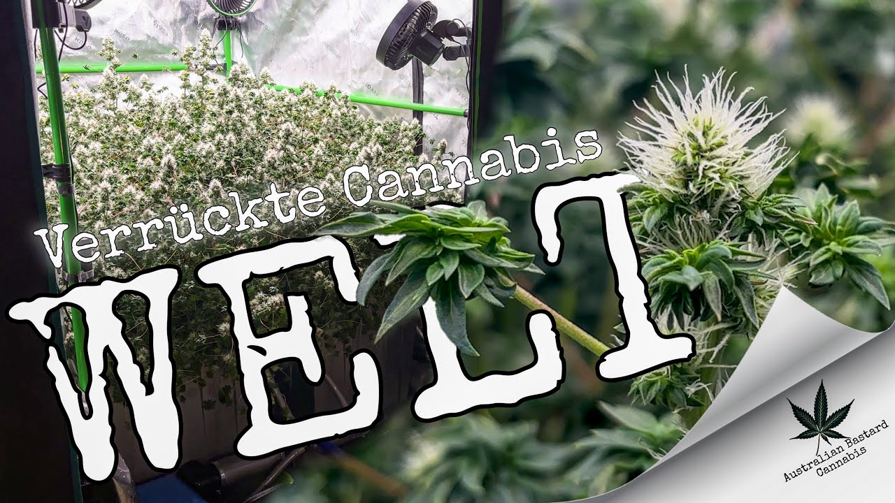 Das abgefahrenste Blütenmeer 🐑🐑, dass ich jemals gesehen 👀 und gerochen 👃 habe  🍋💥 // ABC