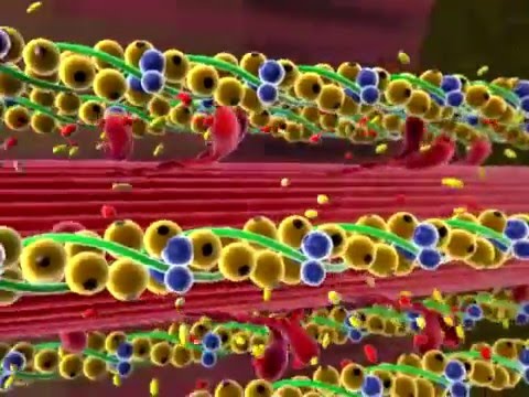 Skeletal Muscle Contraction - YouTube