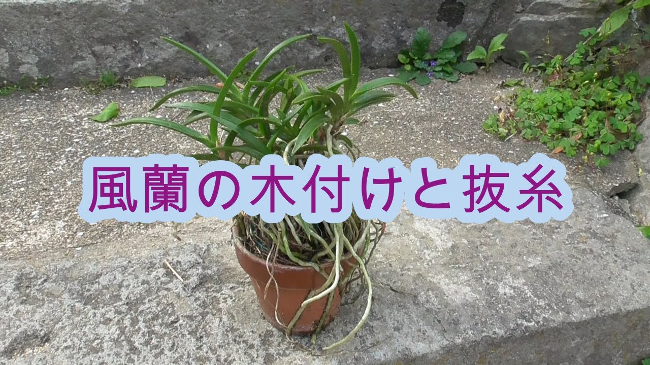 風蘭の木付けと抜糸