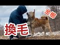 春の換毛シリーズ2020!北斗の場合!次は麦です!金櫛が欲しい方は説明欄、ご覧ください。