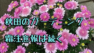 ガーデニング まだ霜注意報がでます ガーデニング 庭作り 秋田の庭作り Youtube