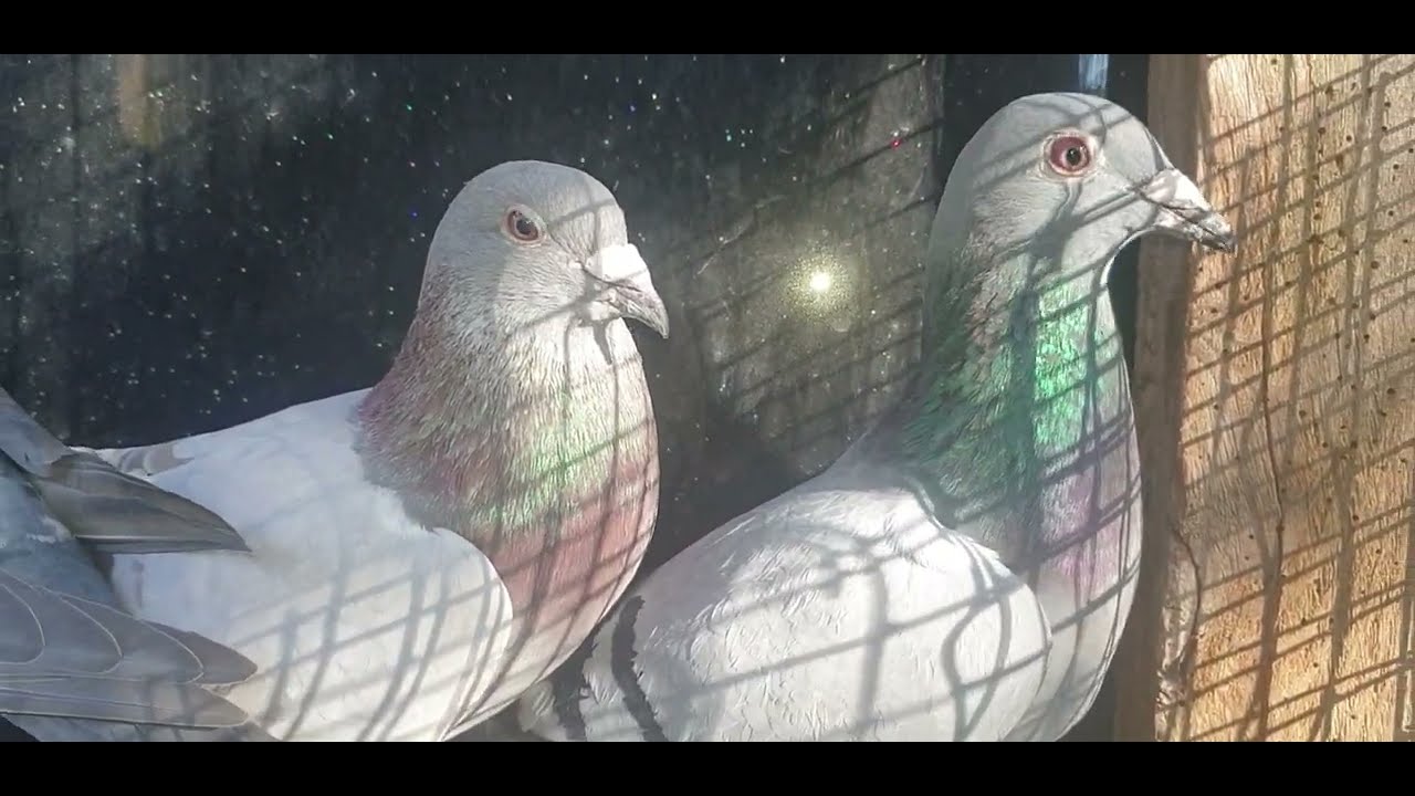 Dwie roczne pary rozpłodowe – inwestycja w przyszłość Twojej hodowli! 