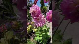 Download Lagu Brecks Dahlia flowers 🌸 2020 MP3 Download Lagu Brecks Dahlia flowers 🌸 2020 MP3