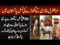 Ertugrul Ghazi Ke Ghoray Ki Nasal Pakistan Me - 30 First Class Horse Palne Wale Se Miliye