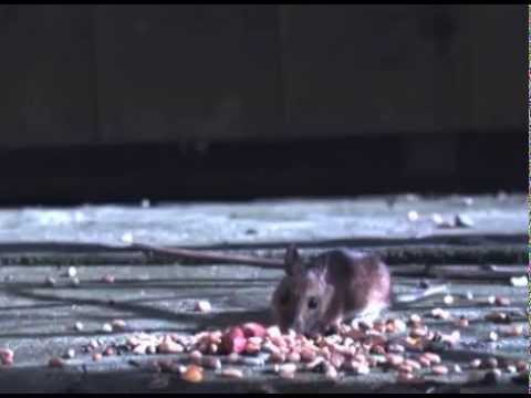 Victor® Metal Pedal Mouse Trap - 24 Traps