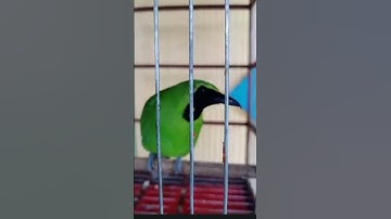 burung cucak ijo d3m4m tiktok #shorts