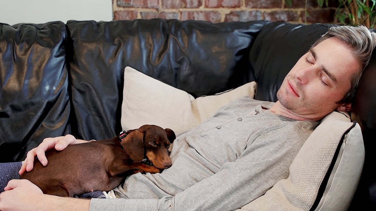 invisible fence shields gate