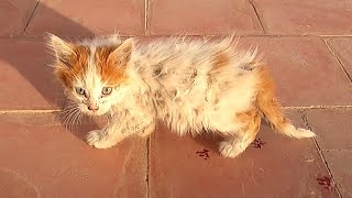 rescue stray kittens & take care of them by ANIMAL TUBE 10,468 views 5 months ago 25 minutes