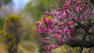 peach-blossom-spring-nature, free stock footage screenshot 5