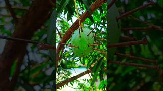 Mango and Nails experiment #shorts #shortvideo #viral