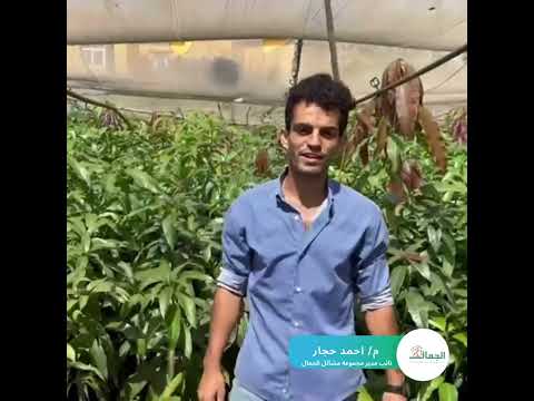 اختيار المشتل المناسب