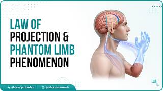 8.  Law of Projection & Phantom Limb Phenomenon 🧠⚡ | Sensory Perception & Clinical Correlations