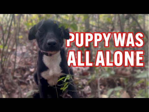 Puppy Gets Rescued From Certain Death!