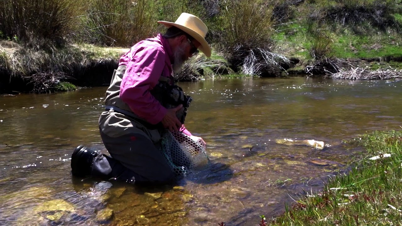 FlyFishing Utah, Small Stream South Slope Uintas YouTube
