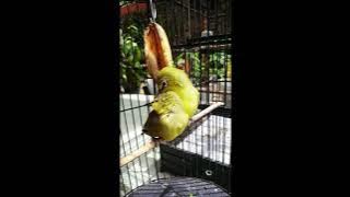 pleci dakun lokal trenggalek