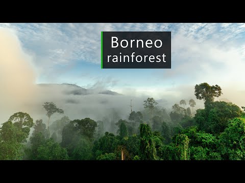 In the jungles of Borneo - Rainforest sounds