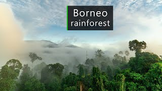 In the jungles of Borneo - Rainforest sounds