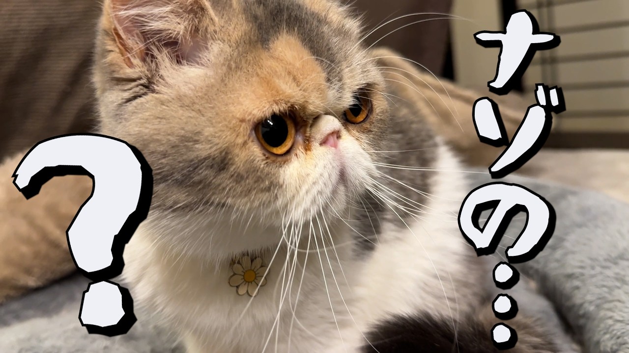 ねこ「繁殖期に突入すると、いろいろと謎です」