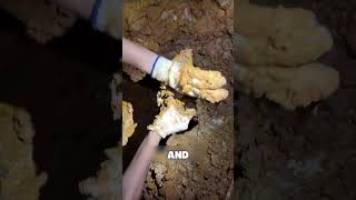 Unearthing a MASSIVE Rare Quartz Crystal! 💎⛏️ #crystalhunting #gemstone #shorts