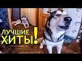 АЛЯСКИНСКИЙ МАЛАМУТ ПОЁТ / Alaskan Malamute singing