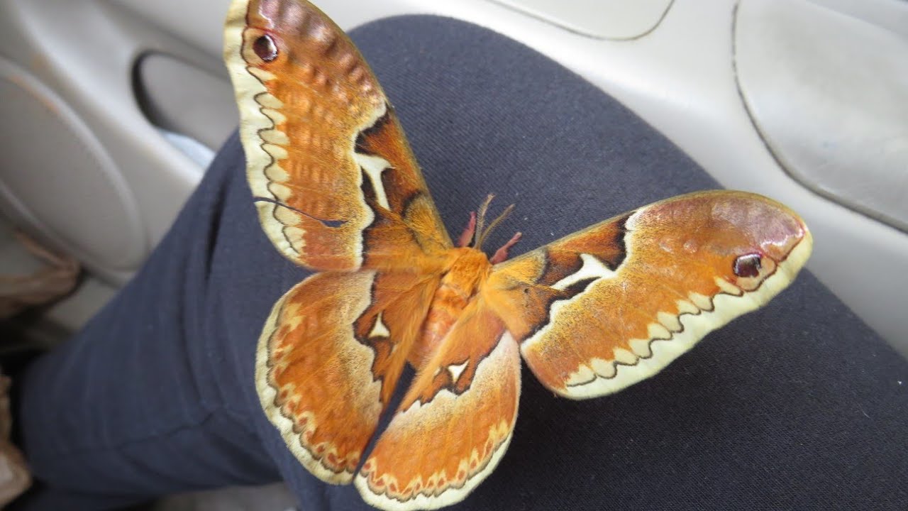 Tulip the TulipTree Silkmoth - The Day I found a Gorgeous Silkmoth at Rhodes Jordan Park!😍05/31/2024