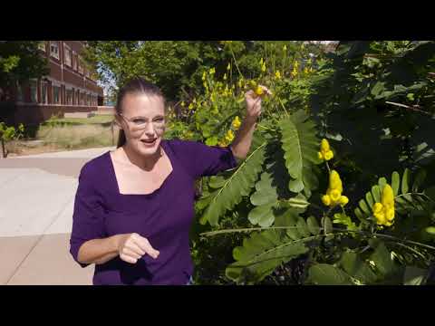 Vídeo: Popcorn Cassia Care: consells per cultivar plantes de crispetes de Cassia