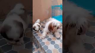 Cute Puppies