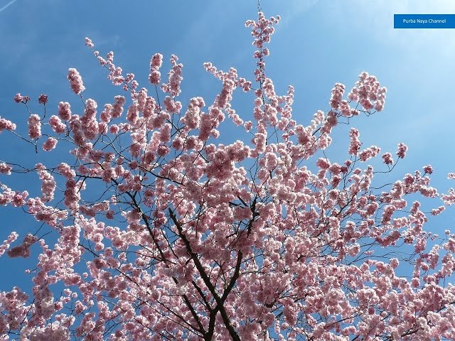 Unduh 1000+ Wallpaper Bunga Sakura Bergerak HD Paling Baru Unduh 1000+ Wallpaper Bunga Sakura Bergerak HD Paling Baru