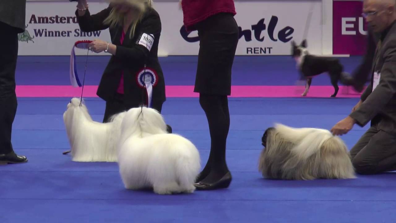 FCI Group 9 - Holland Cup 2015