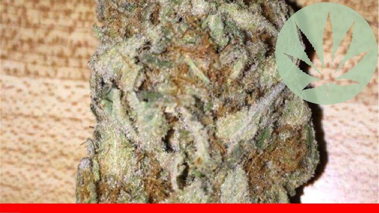 Snow Leopard - All About This Strain